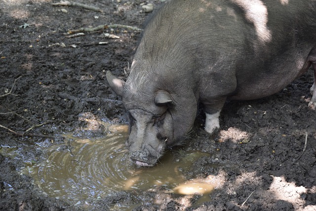 变了传统篮 变了传统篮